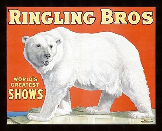 polar-bear-poster