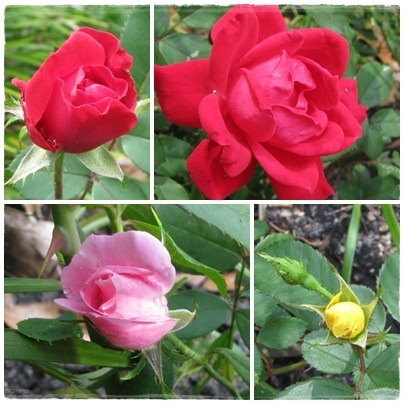 [roses[3].jpg]