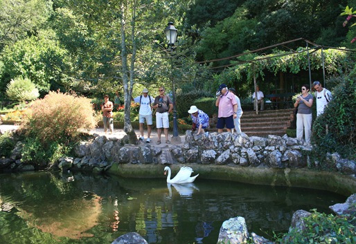 4 - Palácio de Buçaco - cisne