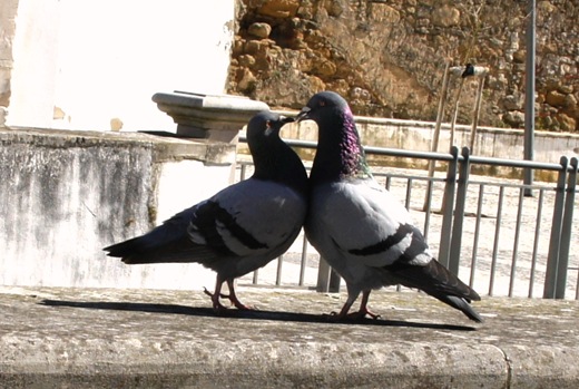 Alcobaça - pombas ao lado do rio Alcôa