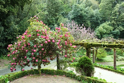 [Buçaco - jardim do palácio - rododendro 2[4].jpg]