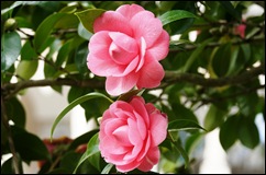 Buçaco - jardim do palácio -  duas camélias rosa