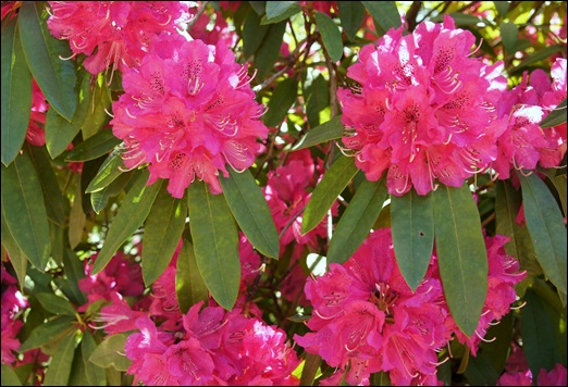 jardim serralves  - rododendron 1