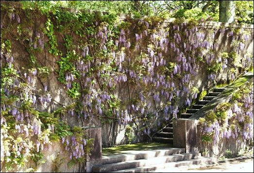 jardim serralves - porto - glicínias - escadaria