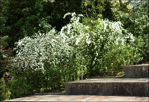 jardim serralves  - caminho com  flores 1