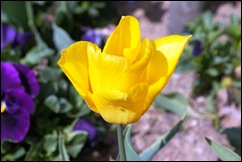 1.Trancoso -  tulipa amarela 1