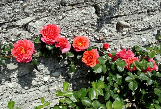 rosa trepadeira vermelha alaranjada - Gloria Ishizaka