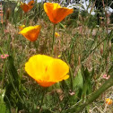 California poppy