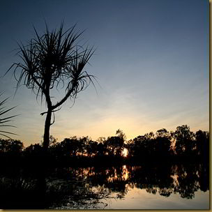 Sunset tree