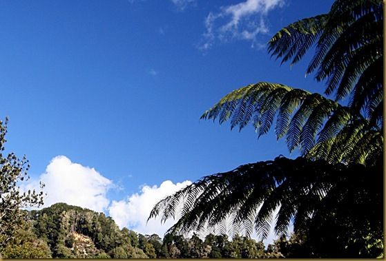 Gorge ferns