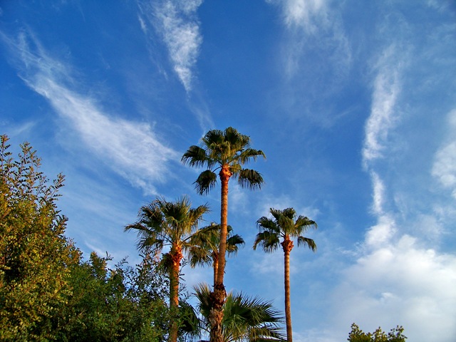 palm blue sky