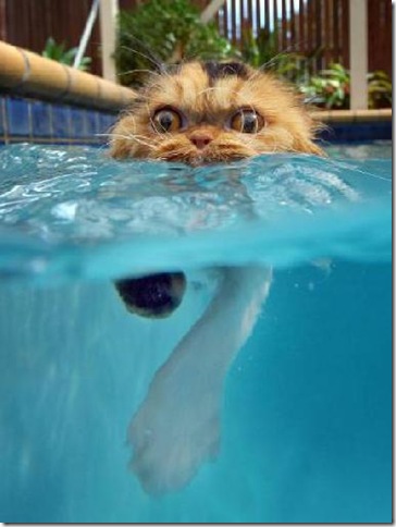 cat_swimming-29
