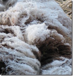 frosty fleece