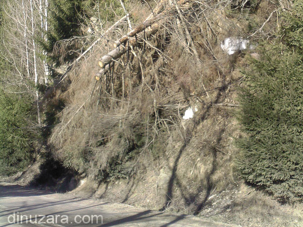 Copaci în pericol să cadă pe drum, în apropiere de Crucea, judeţul Suceava