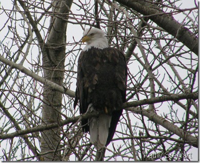 Bald Eagle at boat launch