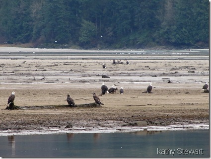 Eagles on the flats
