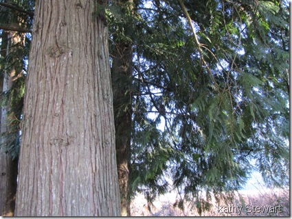Boreal Owl in cedar tree