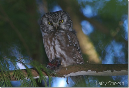 Boreal Owl with lunch