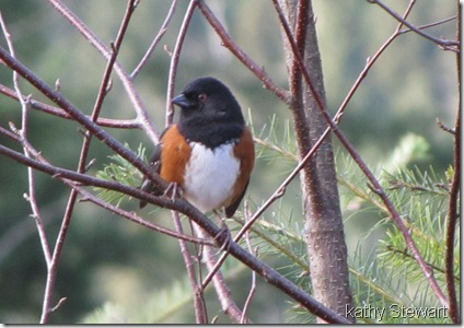 Spotted Towhee