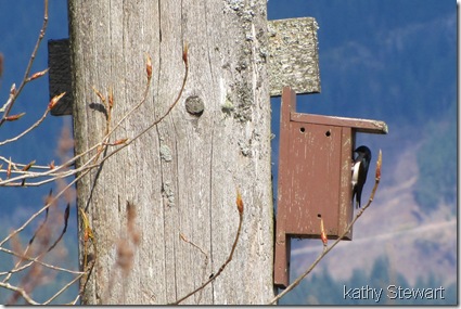 Tree Swallow at nesting box