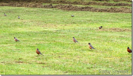 Robins on the lawn