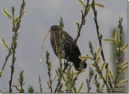 Red Wing with Nesting material