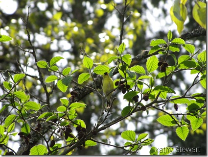 Goldfinch in alder tree