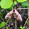 Twin-Spotted Sphinx Moth