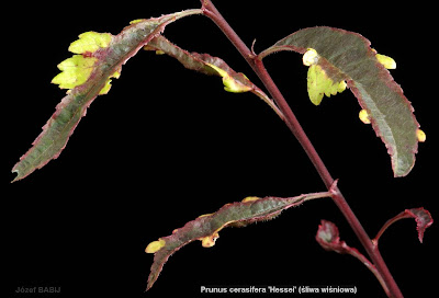 Prunus cerasifera 'Hessei' leaves - Śliwa wiśniowa 'Hessei' młode liście