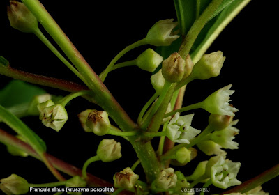 Frangula alnus flower - Kruszyna pospolita kwiaty