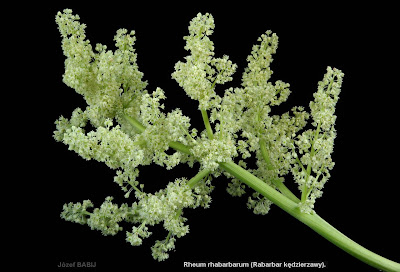 Rheum rhabarbarum inflorescsence  - Rabarbar kędzierzawy kwiatostan  