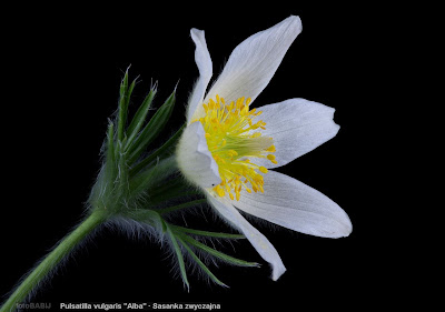 Pulsatilla vulgaris 'Alba' flower -  Sasanka zwyczajna biała kwia