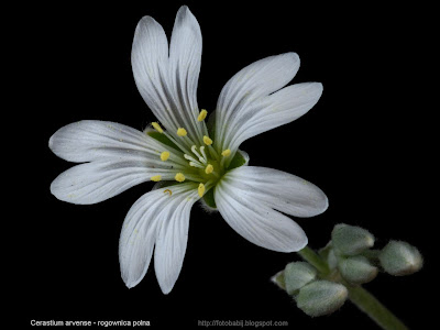 Cerastium arvense flower - Rogownica polna kwiat