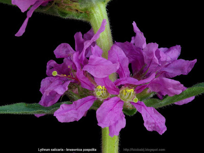 Lythrum salicaria - Krwawnica pospolita