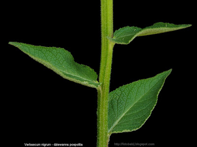 Verbascum nigrum leaves - Dziewanna pospolita liście