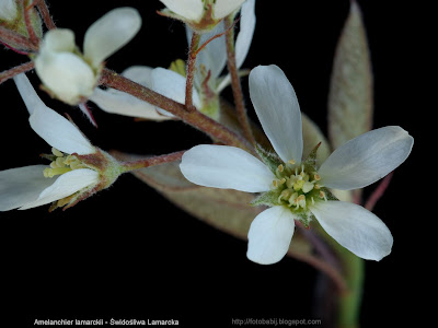 Amelanchier lamarckii - Świdośliwa Lamarcka