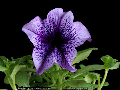 Petunia x hybrida - Petunia ogrodowa