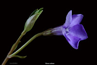 Vinca minor flower - Barwinek pospolity kwiat 