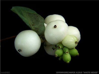 Symphoricarpos doorenbosii 'White Hedge' - Śnieguliczka Doorenbosa 'White Hedge'