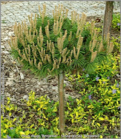 Pinus mugo 'Benjamin' - Sosna górska 'Benjamin'