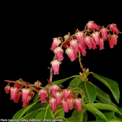 Pieris japonica 'Valley Vallentine' inflorescence - Pieris japoński 'Valley Vallentine' kwiatostan