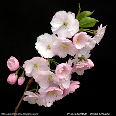 Prunus Accolade inflorescence - Wiśnia Accolade kwiatostan