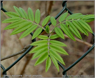 Sorbus aucuparia - Jarząb pospolity liście