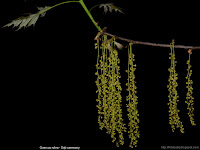 Quercus rubra male flowers - Dąb czerwony kwiaty męskie