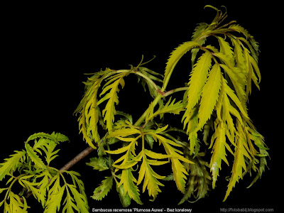 Sambucus racemosa 'Plumosa Aurea' - Bez koralowy 'Plumosa Aurea'