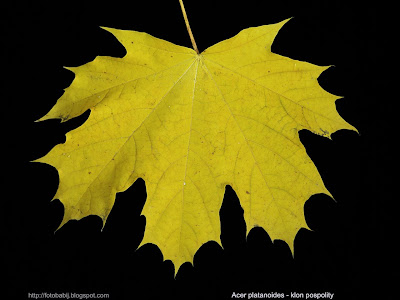 Acer platanoides leaf - Klon pospolity liść