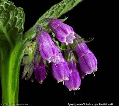 Symphytum officinale flower - Żywokost lekarski kwiaty