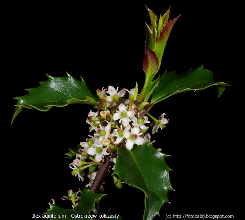 Ilex aquifolium inflorescsnce  - Ostrokrzew kolczasty kwiatostan 