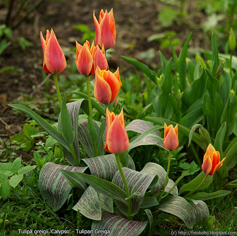 Tulipa greigii 'Calypso' habit - Tulipan Greiga pokrój