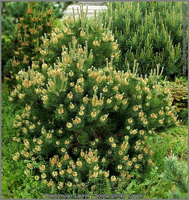 Pinus mugo 'Laurin' - Sosna górska 'Laurin'